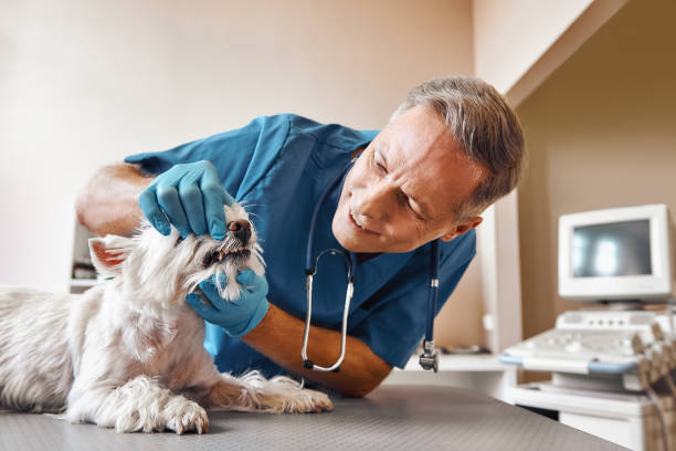 Best Emergency Gum Treatment in Bethlehem Village, CT
